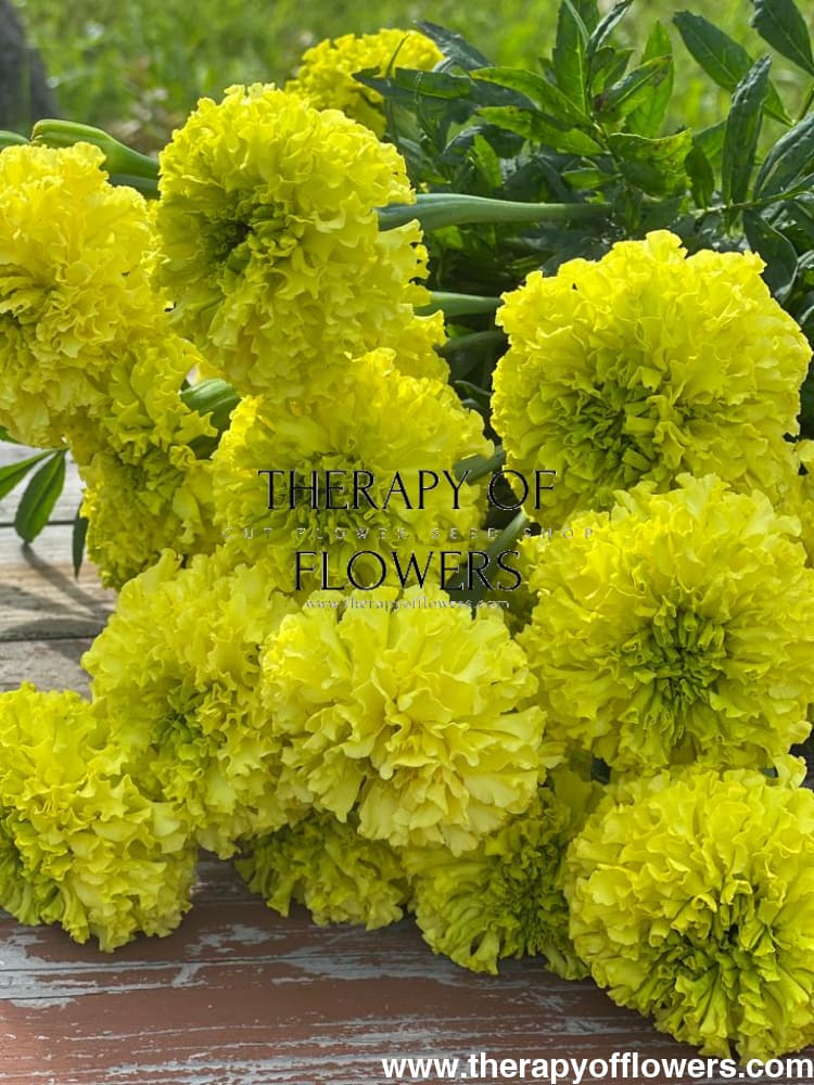 Tagetes erecta Nosento Limegreen therapyofflowers.com