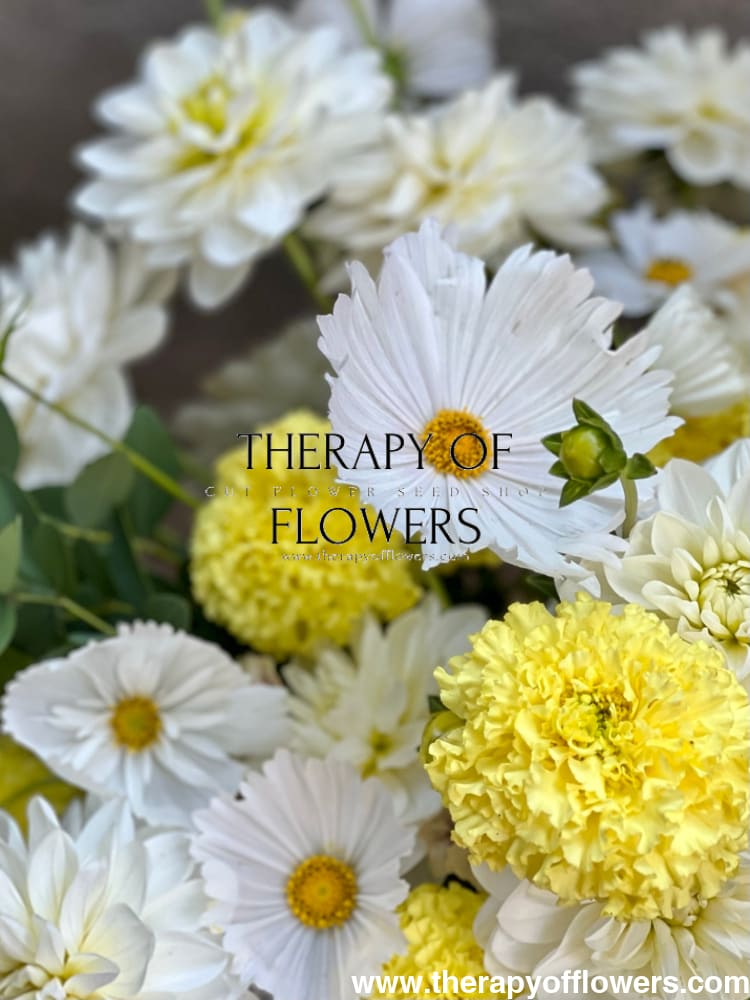 Tagetes erecta Nosento Limegreen therapyofflowers.com