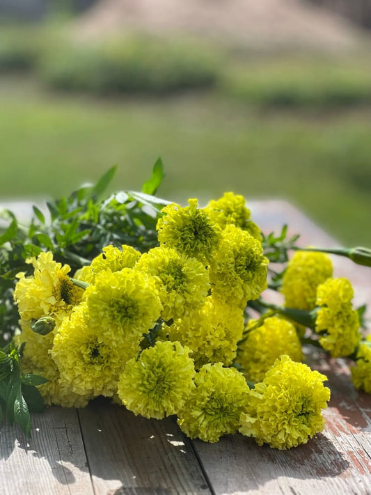 Tagetes erecta Nosento Limegreen therapyofflowers.com
