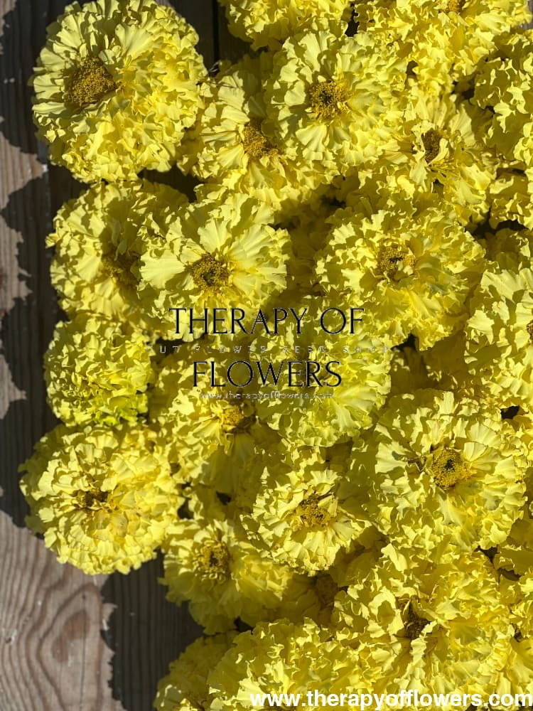 Tagetes erecta Nosento Limegreen therapyofflowers.com