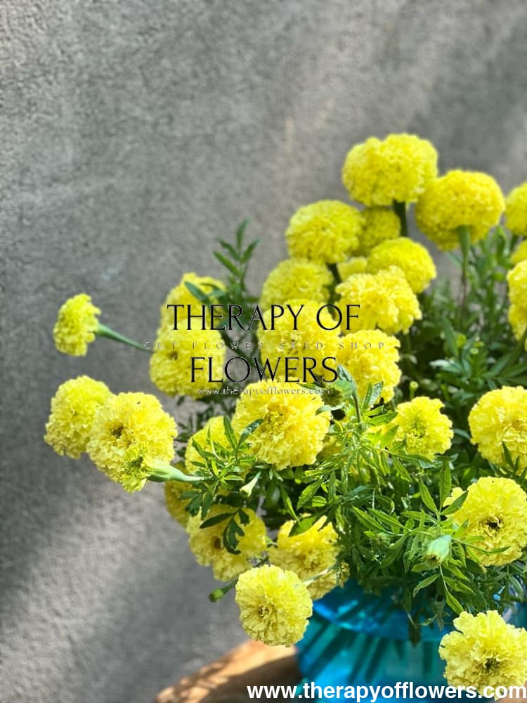 Tagetes erecta Nosento Limegreen therapyofflowers.com