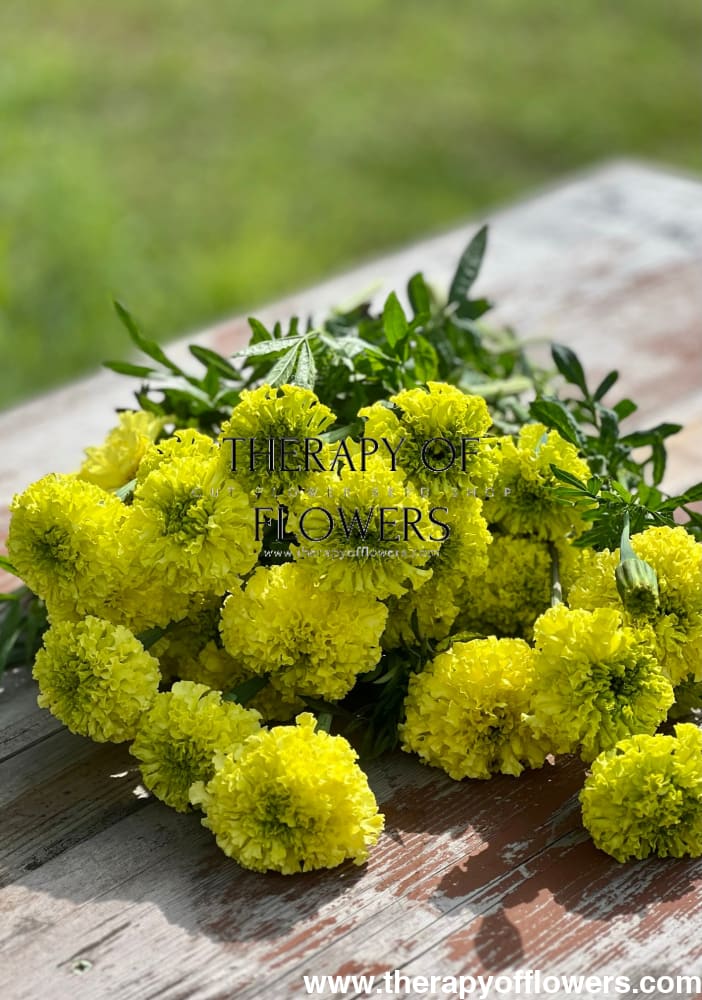 green marigold seeds Tagetes Nosento Limegreen Seeds