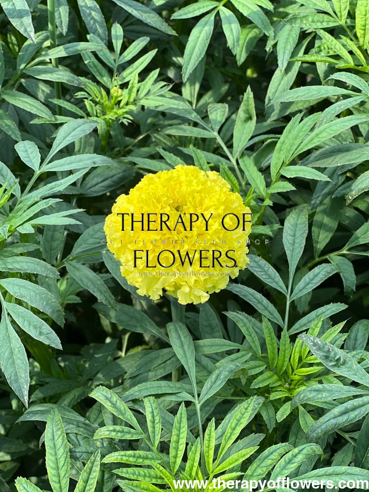 Tagetes erecta Nosento Limegreen therapyofflowers.com