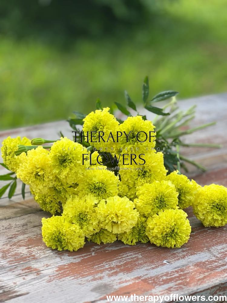 Tagetes erecta Nosento Limegreen therapyofflowers.com