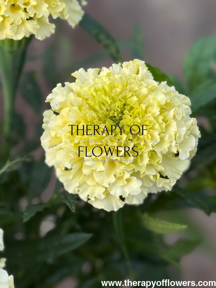 Tagetes erecta Big Swan White F1 | African Marigold therapyofflowers.com