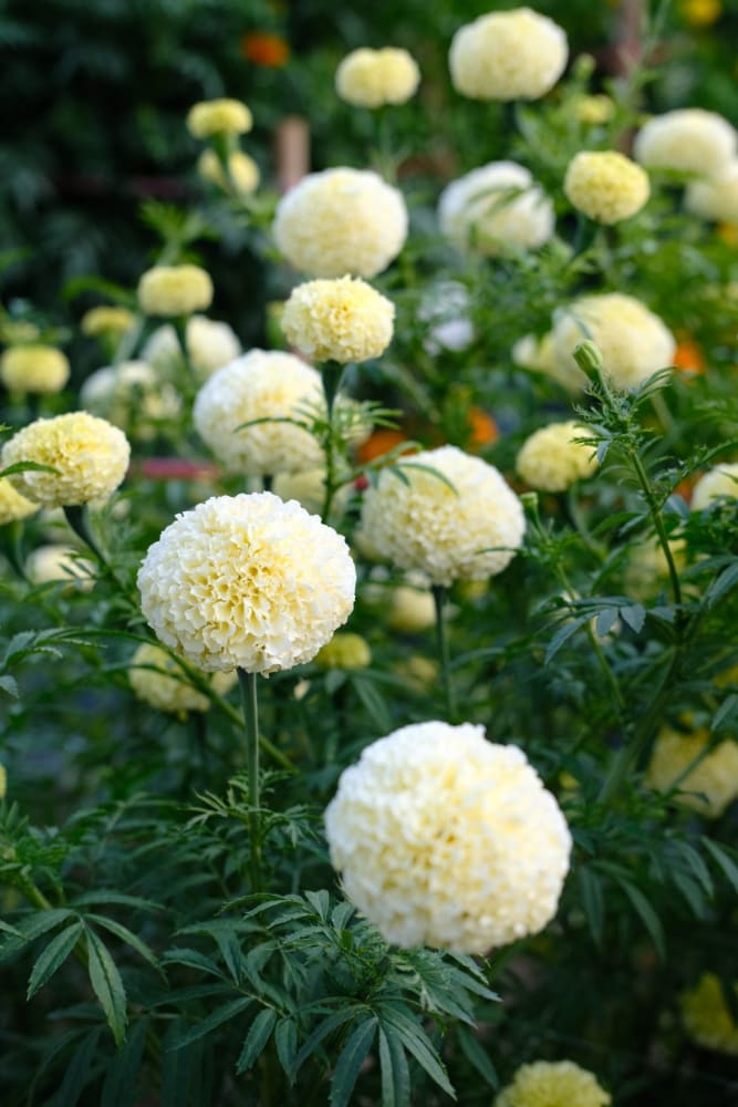 Tagetes erecta Swan White F1 | African Marigold | 60-65cm | White Cut Flower Variety - seeds
