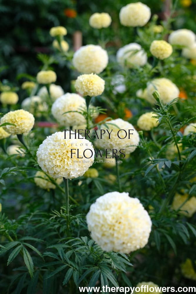 Tagetes erecta Swan White F1 | African Marigold | 60-65cm | White Cut Flower Variety - seeds