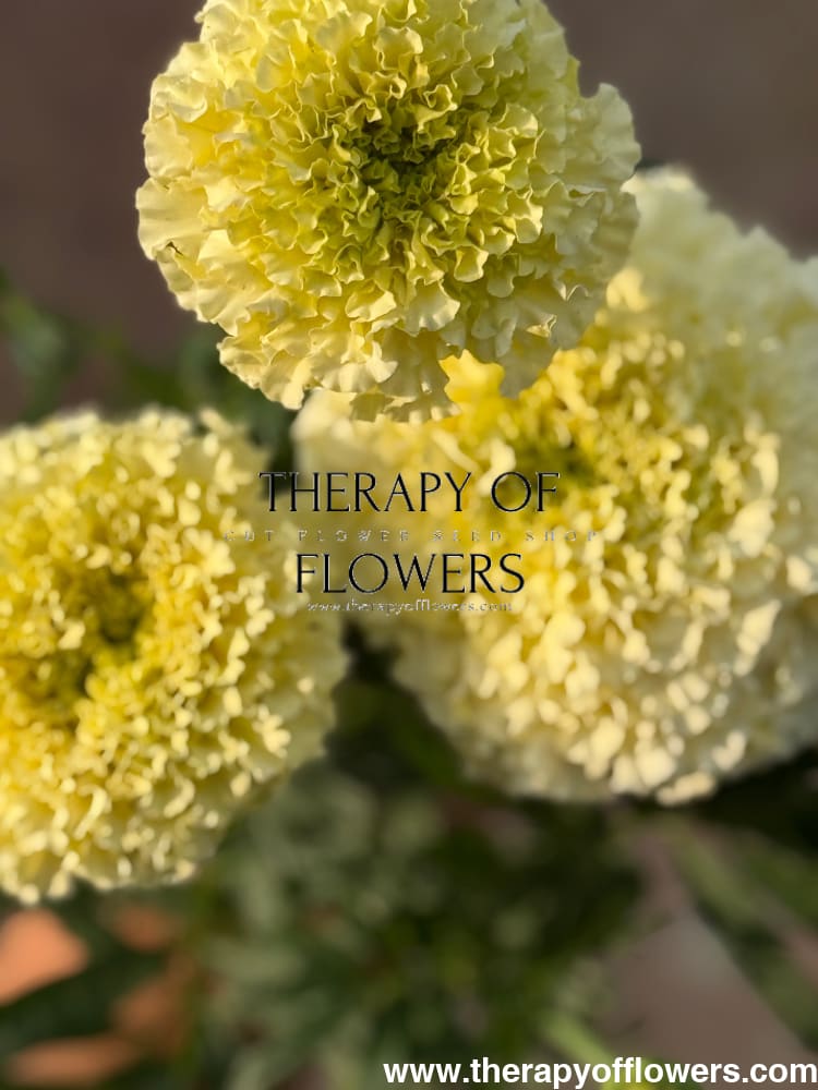 Tagetes erecta Big Swan White F1 | African Marigold therapyofflowers.com