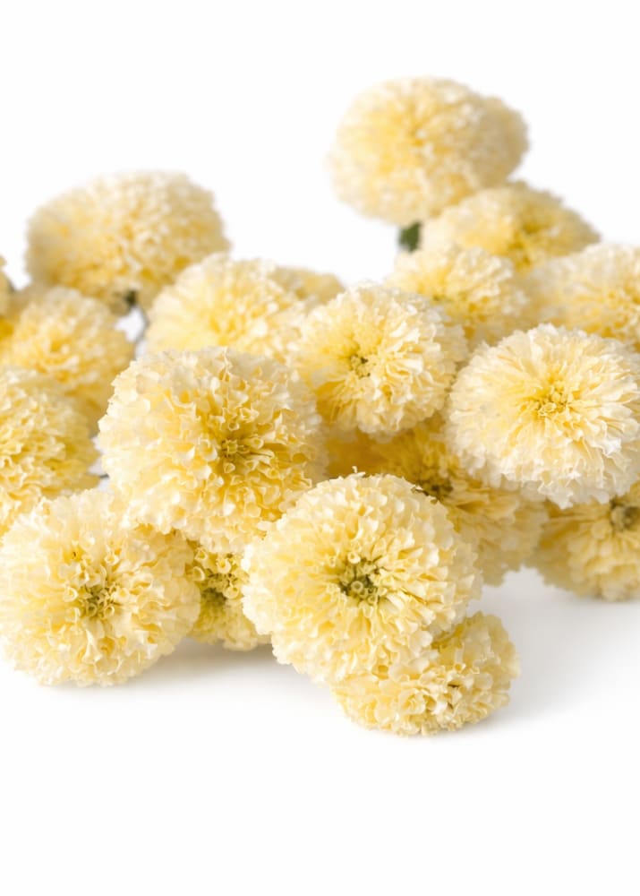 Tagetes erecta Swan White F1 | African Marigold | 60-65cm | White Cut Flower Variety therapyofflowers.com