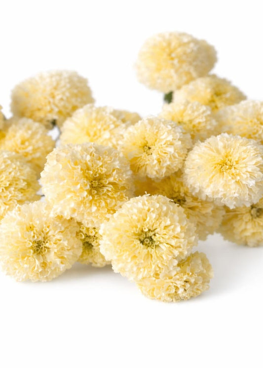 Tagetes erecta Swan White F1 | African Marigold | 60-65cm | White Cut Flower Variety therapyofflowers.com