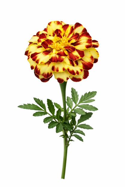 Tagetes patula Bam Bam Brulee | French Marigold - 20 seeds - seeds
