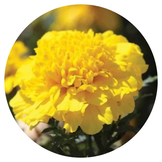Tagetes patula | French Marigold Hornet Yellow therapyofflowers.com