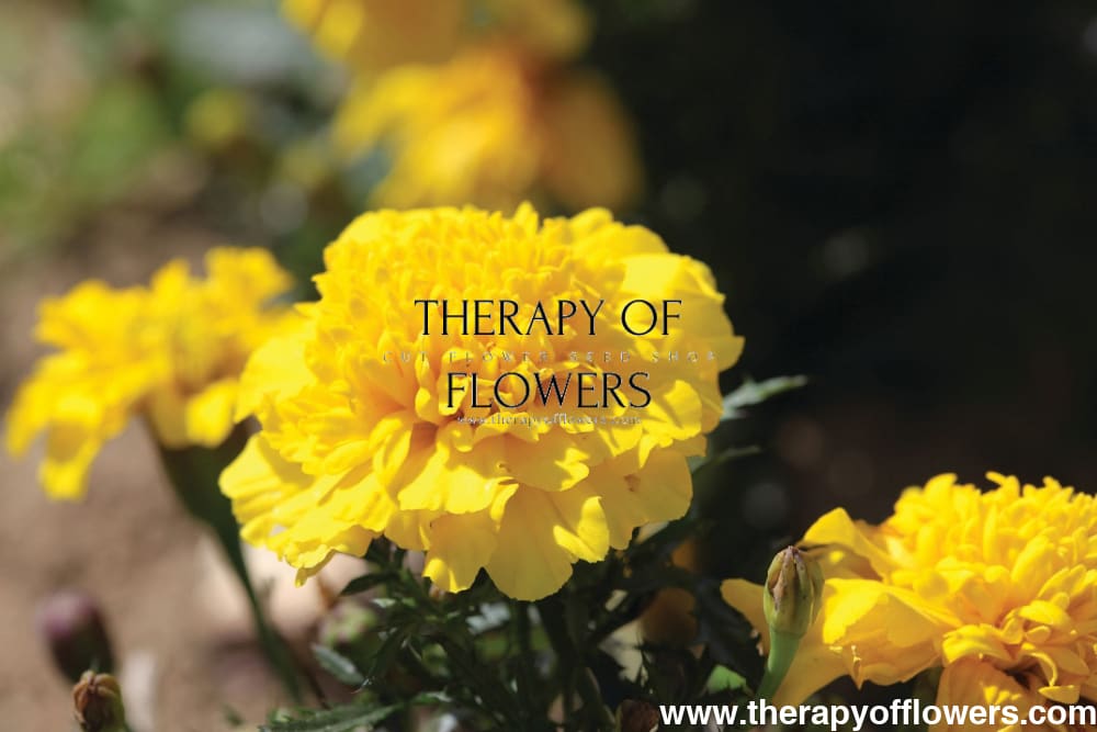 Tagetes patula | French Marigold Hornet Yellow therapyofflowers.com