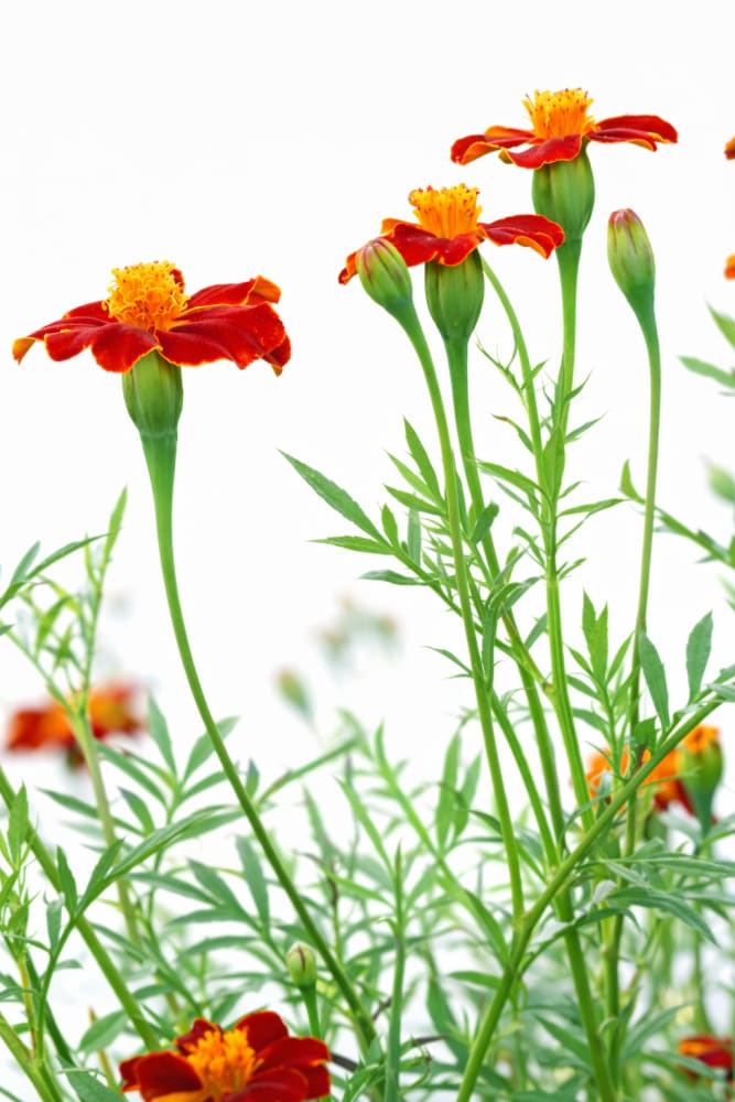 Tagetes patula Linnaeus Burning Embers | French Marigold | Height - 70 cm therapyofflowers.com