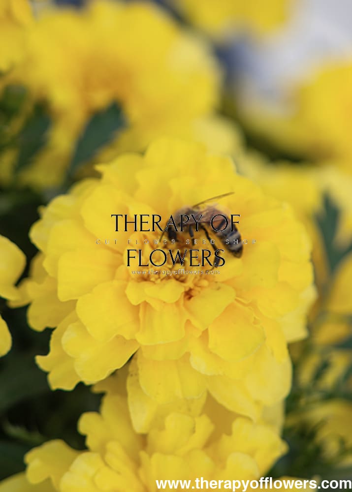 Yellow flowers with a bee on one of them, blurred background