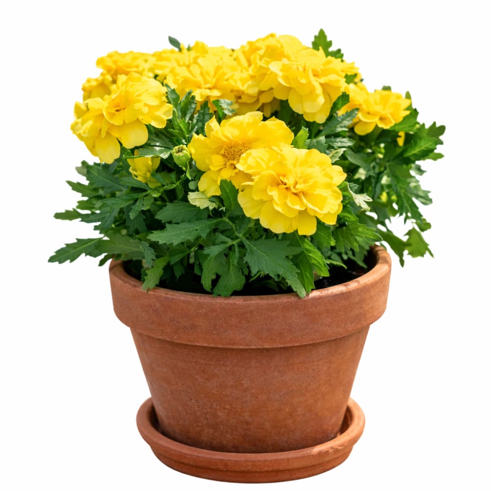 Tagetes patula Milli Vanilli | French Marigold - 20 seeds / 18 cm / Lemon-yellow - seeds