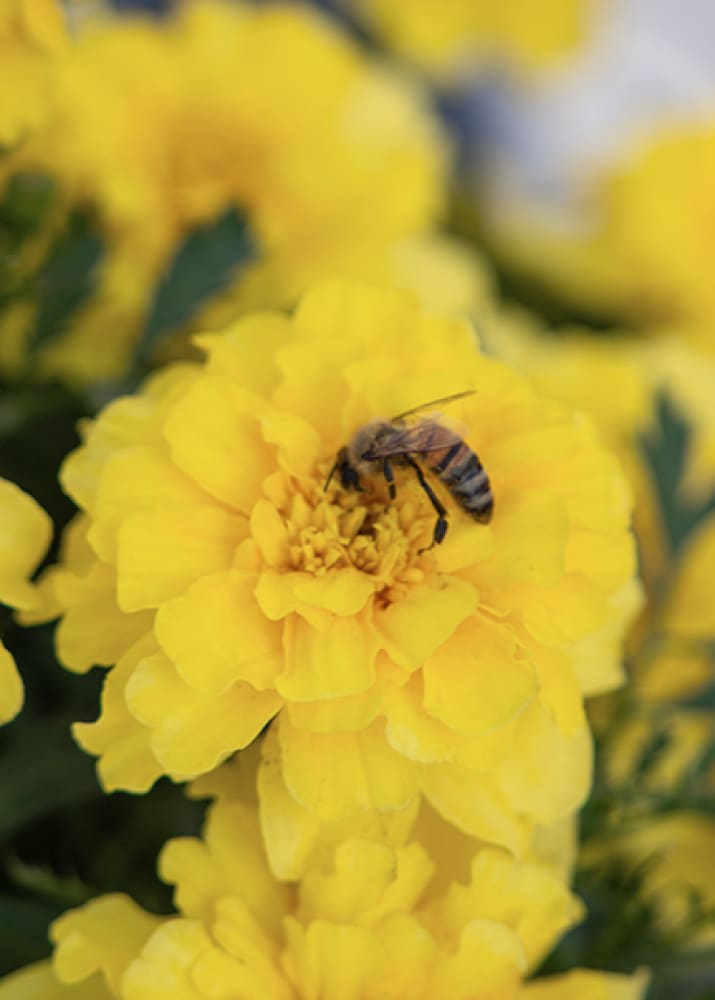 Yellow flowers with a bee on one of them, blurred background
