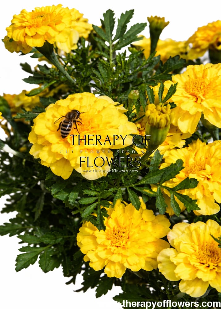 Tagetes patula Milli Vanilli | French Marigold - 20 seeds / 18 cm / Lemon-yellow - seeds