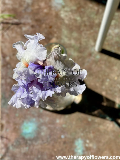 Tall Bearded Iris ‘Fogbound’ | Iris germanica therapyofflowers.com
