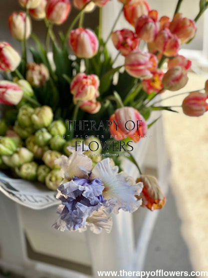 Tall Bearded Iris ‘Fogbound’ | Iris germanica therapyofflowers.com