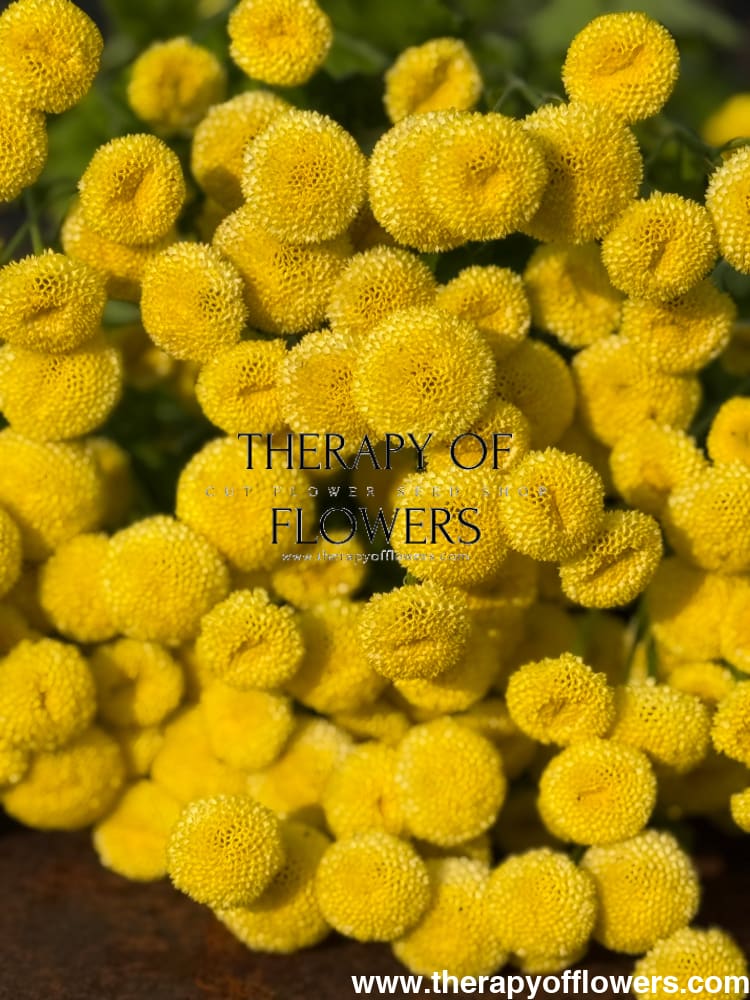 Tanacetum parthenium Amazone | Feverfew | Pelleted - 20 pelleted seeds / 60-80 cm - flowers