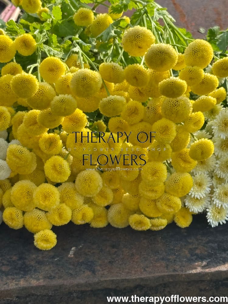 Tanacetum parthenium Amazone | Feverfew | Pelleted - 20 pelleted seeds / 60-80 cm - flowers
