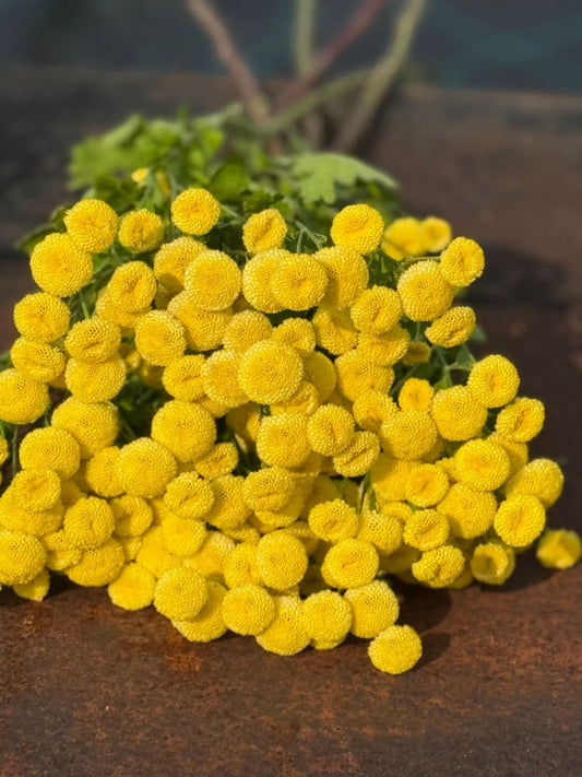 Tanacetum parthenium Amazone | Feverfew | Pelleted - 20 pelleted seeds / 60-80 cm - flowers