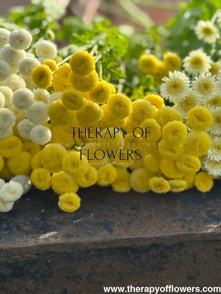 Tanacetum parthenium Amazone | Feverfew | Pelleted - 20 pelleted seeds / 60-80 cm - flowers
