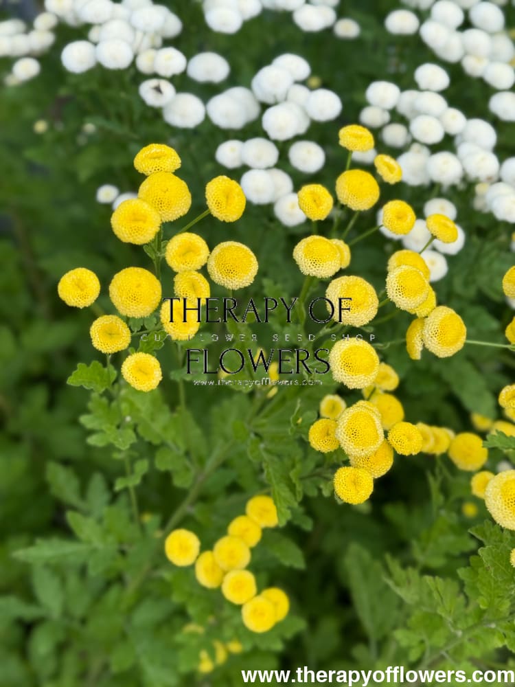 Tanacetum parthenium Amazone | Feverfew | Pelleted - 20 pelleted seeds / 60-80 cm - flowers