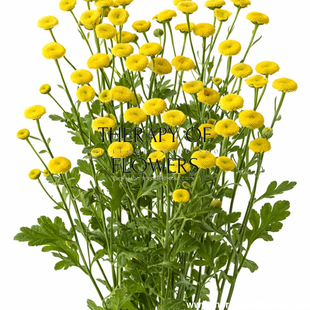 Tanacetum parthenium Amazone | Feverfew | Pelleted - 20 pelleted seeds / 60-80 cm - flowers