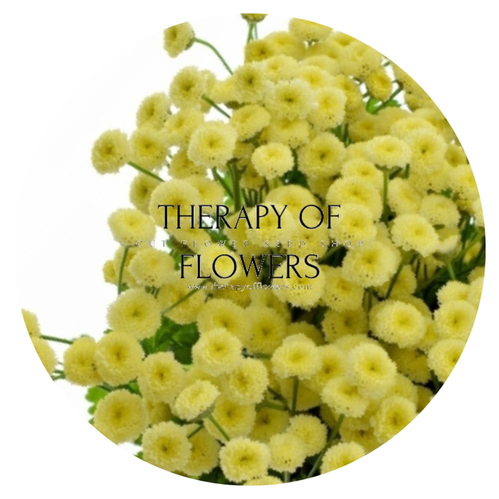 Tanacetum parthenium | Matricaria Amazone therapyofflowers.com