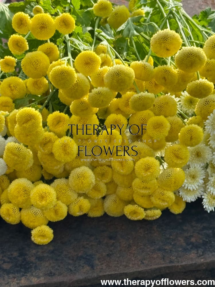 Tanacetum parthenium Amazone | Feverfew | Pelleted - 20 pelleted seeds / 60-80 cm - flowers