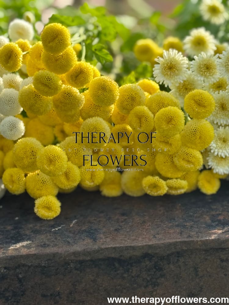 Tanacetum parthenium Amazone | Feverfew | Pelleted - 20 pelleted seeds / 60-80 cm - flowers