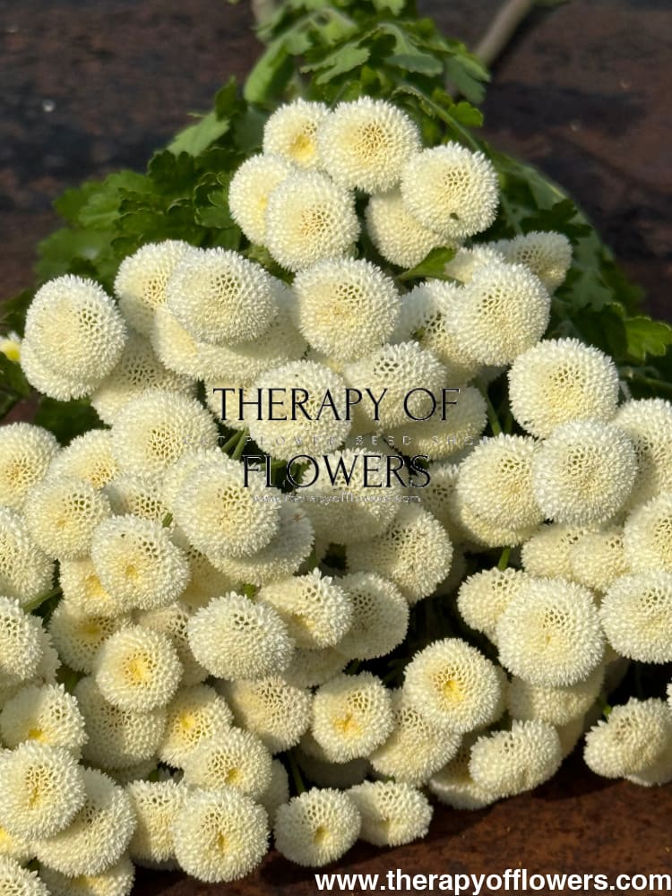 Tanacetum parthenium Baya® | Pelleted - 20 pelleted seeds / 60-80 cm - seeds