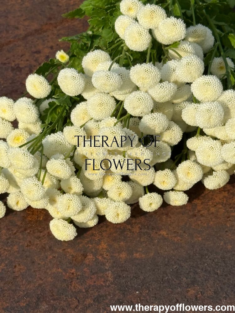 Tanacetum parthenium Baya® | Pelleted - 20 pelleted seeds / 60-80 cm - seeds