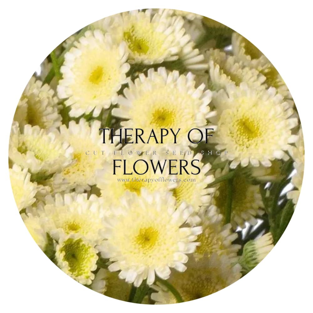 Tanacetum parthenium | Matricaria Orinoco therapyofflowers.com