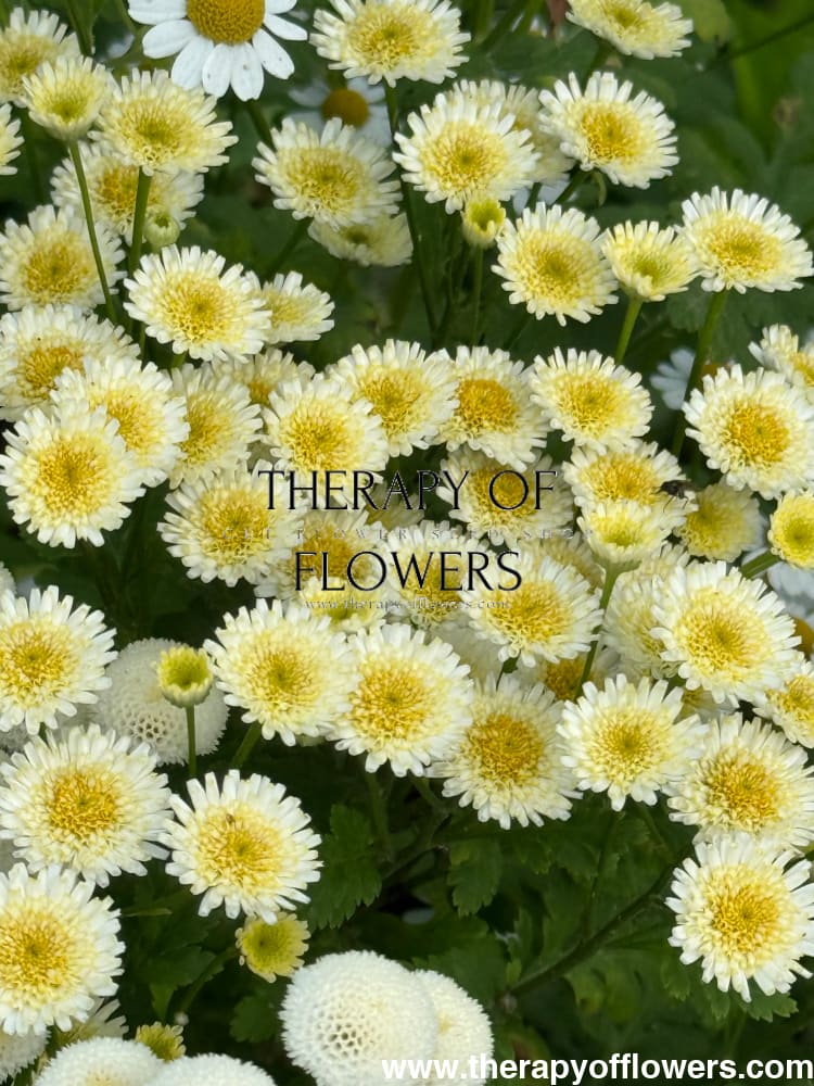 Tanacetum parthenium Orinoco | Feverfew | Pelleted - 20 pelleted seeds / 60-80 cm - flowers