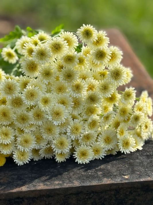 Tanacetum parthenium Orinoco | Feverfew | Pelleted - 20 pelleted seeds / 60-80 cm - flowers