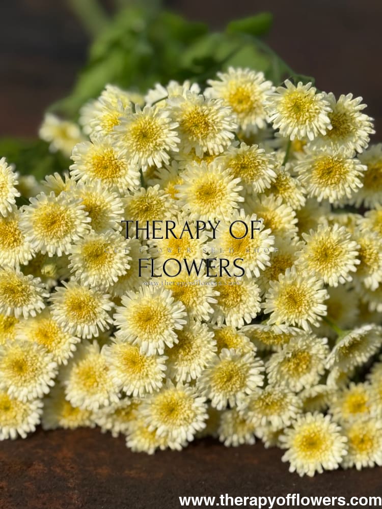 Tanacetum parthenium Orinoco | Feverfew | Pelleted - 20 pelleted seeds / 60-80 cm - flowers