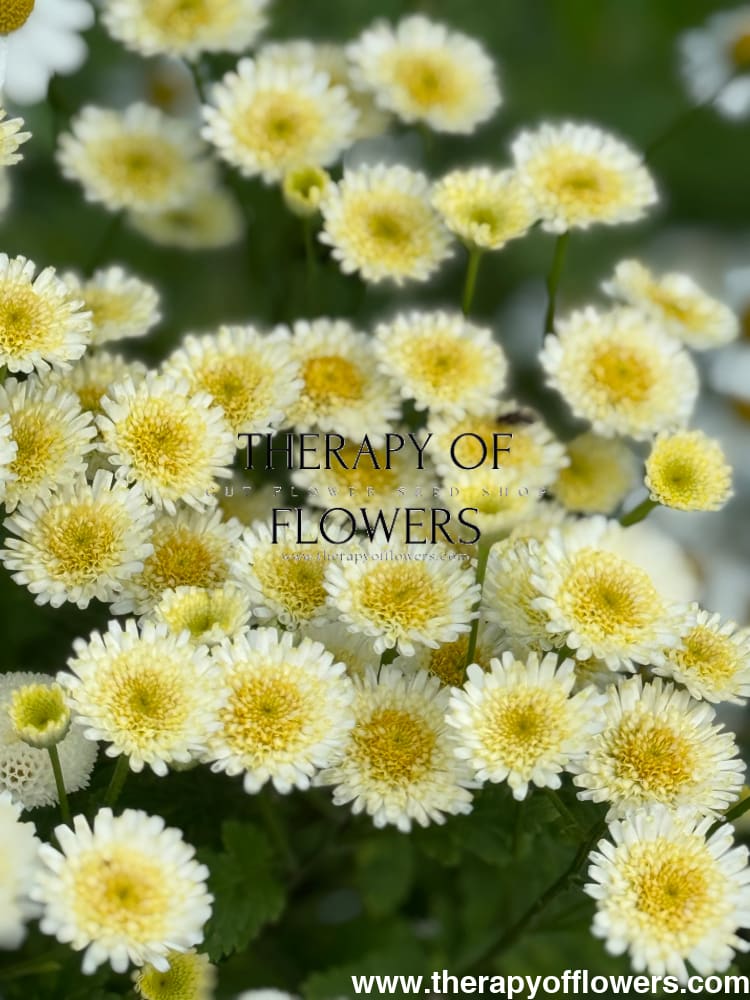 Tanacetum parthenium Orinoco | Feverfew | Pelleted - 20 pelleted seeds / 60-80 cm - flowers