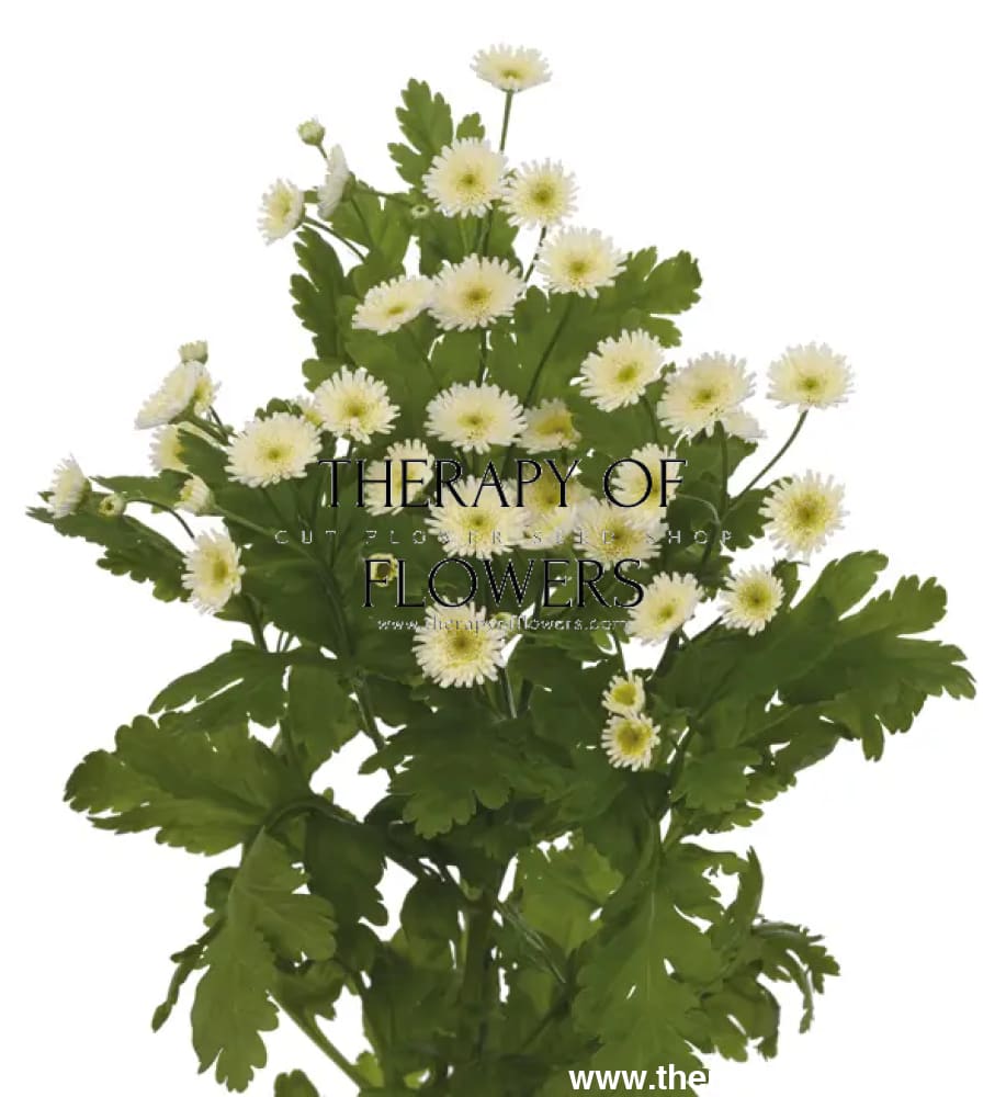 Tanacetum parthenium | Matricaria Orinoco therapyofflowers.com