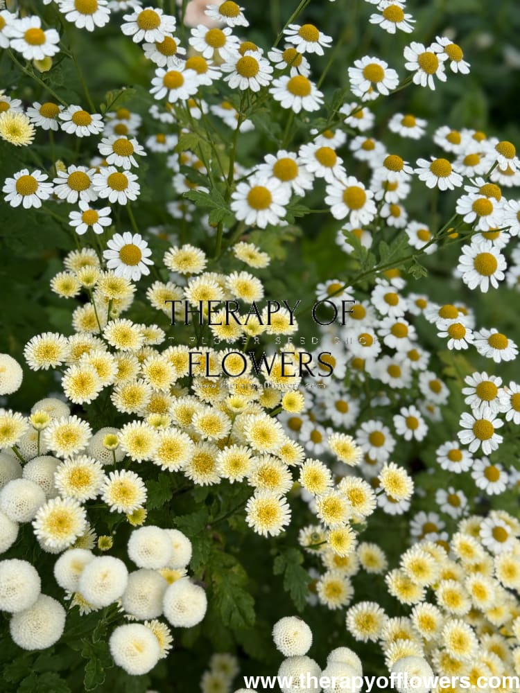 Tanacetum parthenium Orinoco | Feverfew | Pelleted - 20 pelleted seeds / 60-80 cm - flowers