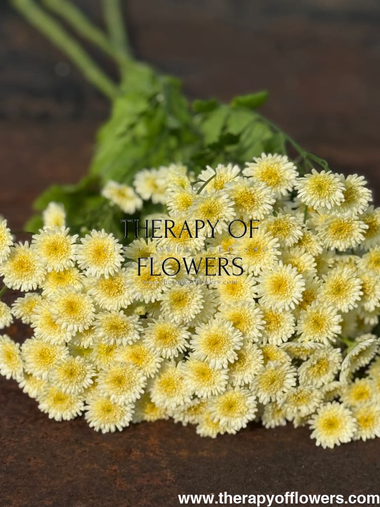 Tanacetum parthenium Orinoco | Feverfew | Pelleted - 20 pelleted seeds / 60-80 cm - flowers