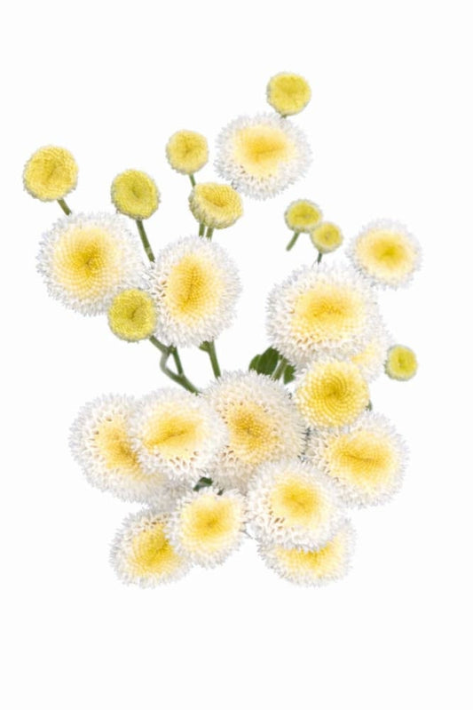 Tanacetum parthenium Rio | Pelleted therapyofflowers.com