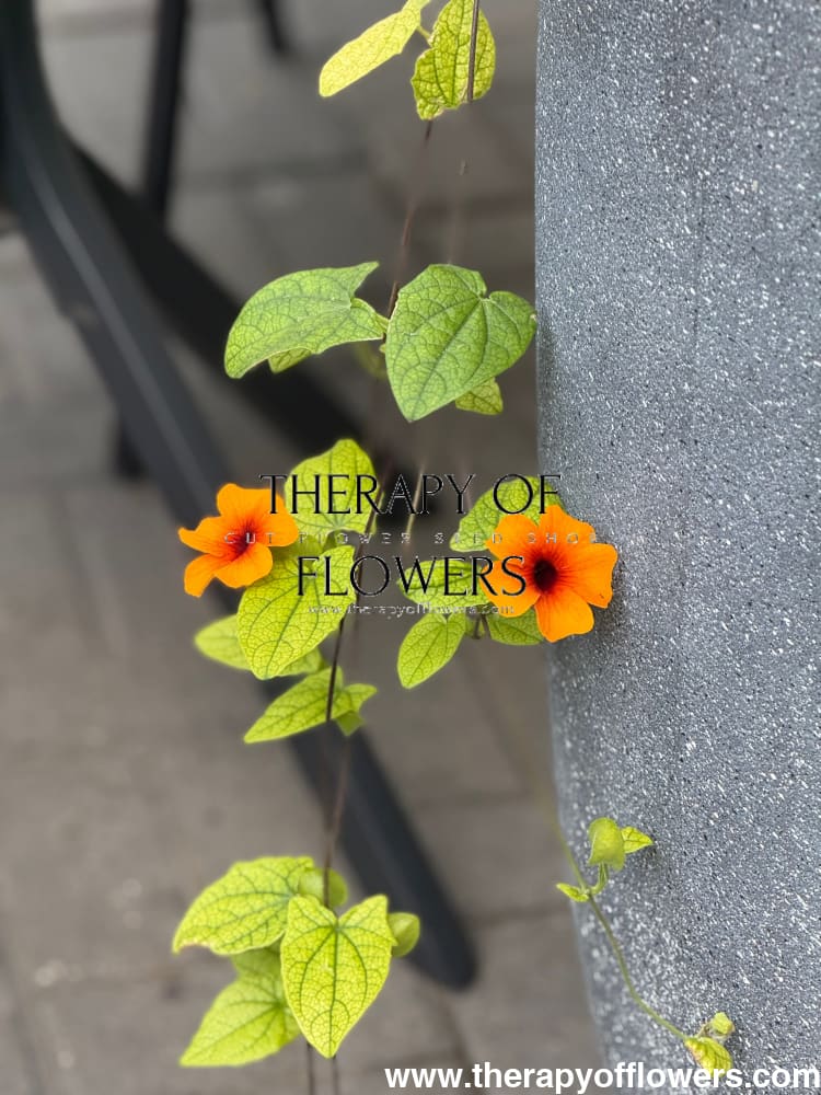 Thunbergia alata African Sunset Mix | Black-eyed Susan therapyofflowers.com