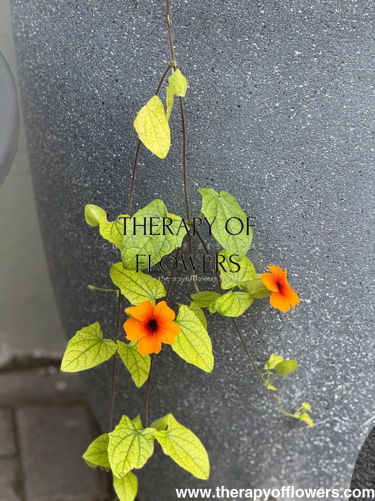 Thunbergia alata African Sunset Mix | Black-eyed Susan therapyofflowers.com
