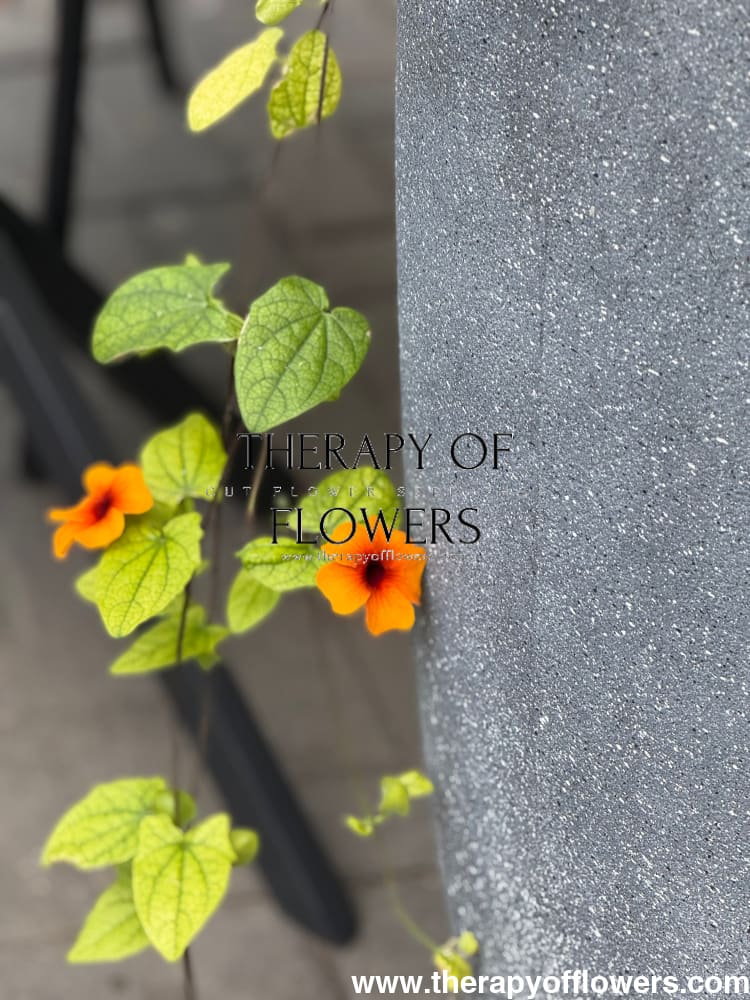 Thunbergia alata African Sunset Mix | Black-eyed Susan therapyofflowers.com