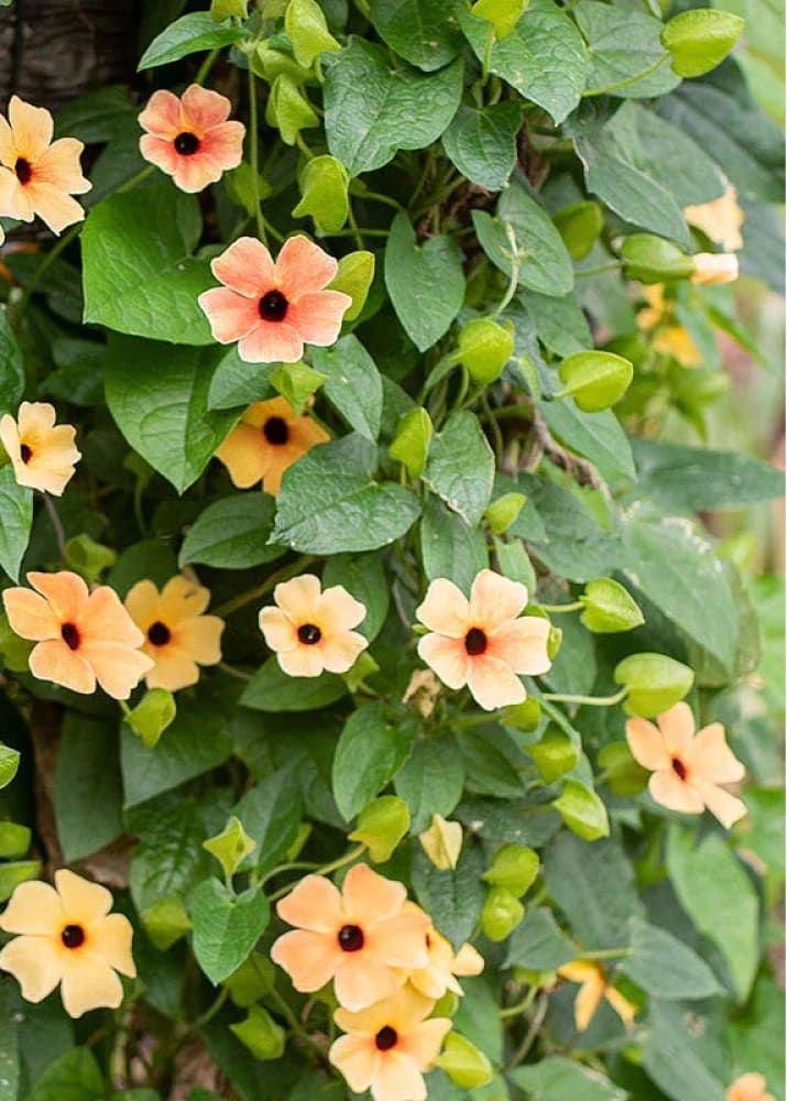 Thunbergia alata African Sunset Mix | Black-eyed Susan therapyofflowers.com