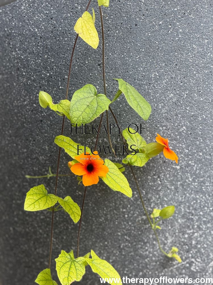 Thunbergia alata African Sunset Mix | Black-eyed Susan therapyofflowers.com