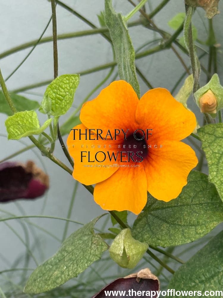 Thunbergia alata African Sunset Mix | Black-eyed Susan therapyofflowers.com